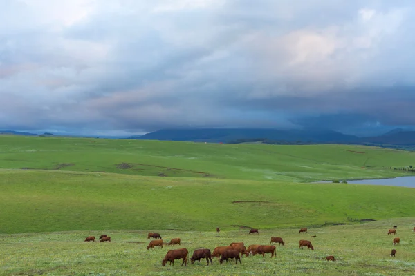 Cattle grazing on green grass — Stock Photo, Image