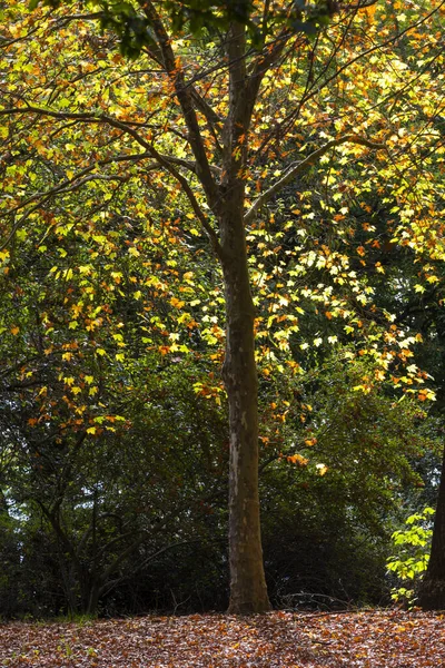 黄褐色秋天的叶子 — 图库照片