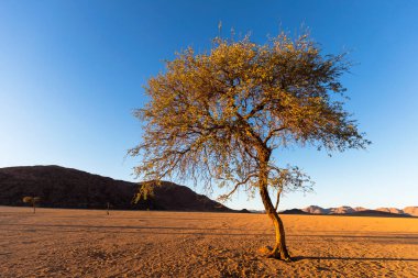 Namib Çölü 'nde yalnız deve dikeni ağacı