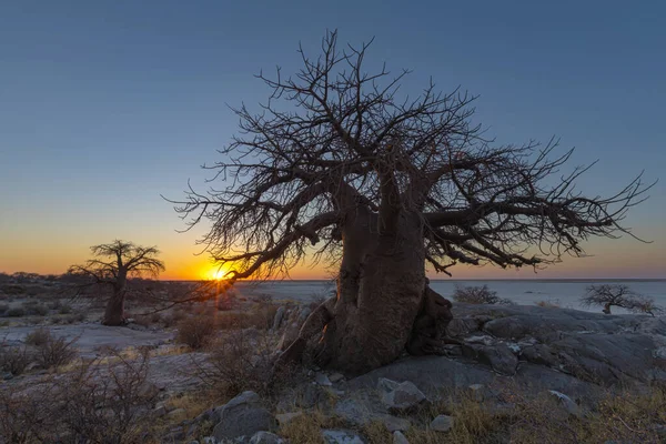 Coucher Soleil Sur Les Baobabs Île Kubu — Photo