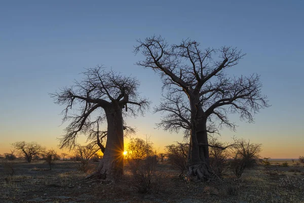 Estallido Sol Amanecer Árboles Baobab — Foto de Stock