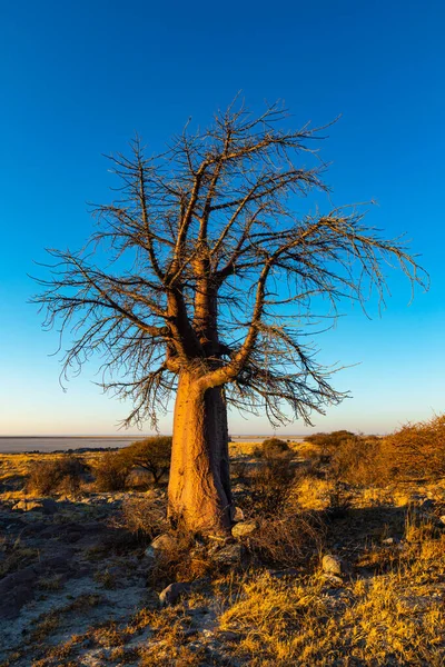 Único Baobá Árvore Nascer Sol Ilha Kubu — Fotografia de Stock