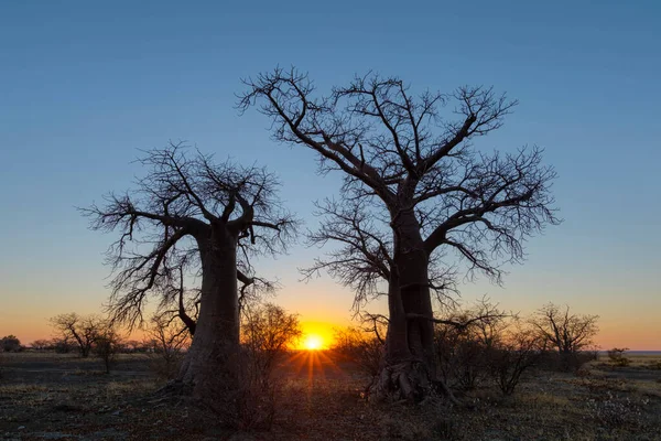 Lever Soleil Entre Deux Baobabs Sur Île Kukonje — Photo