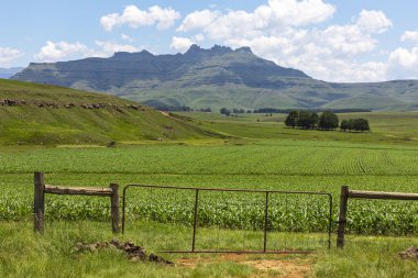 Drakensberg tepelerindeki çiftlik kapısı ve mısır tarlası.