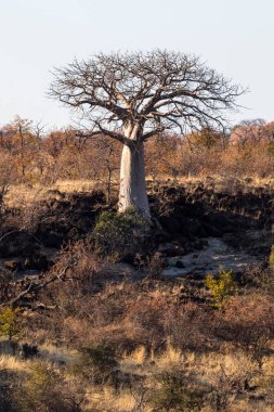 Yalnız genç baobab ağacı kayaların arasında