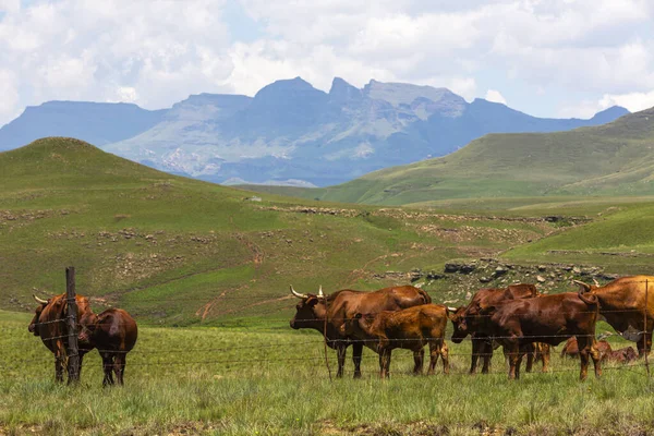 Cattle Green Grass Foothills Drakensberg — Stock Photo, Image