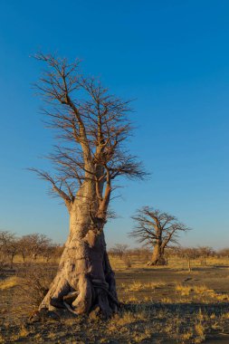 Kukonje Adası 'nda iki genç baobab ağacı