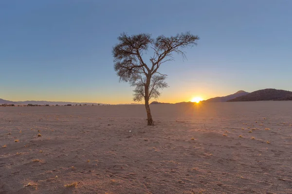 Épine Chameau Solitaire Dans Désert Lever Soleil — Photo