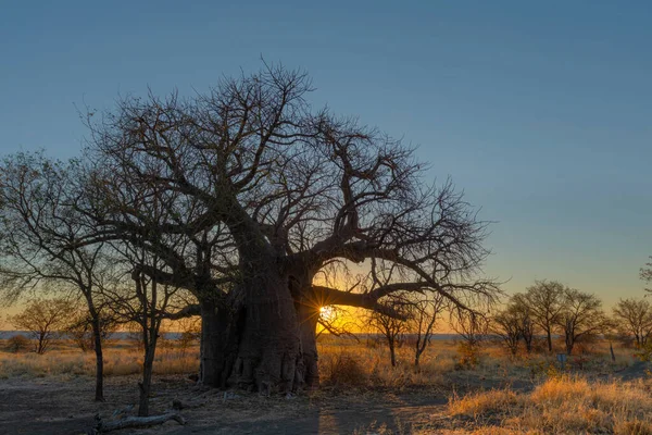 Coucher Soleil Coucher Soleil Sous Grand Baobab Sur Île Kukonje — Photo