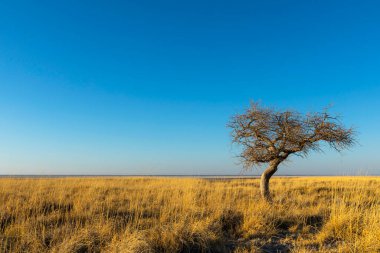 Kukonje Adası 'nda kuru sarı çimlerde küçük bir ağaç