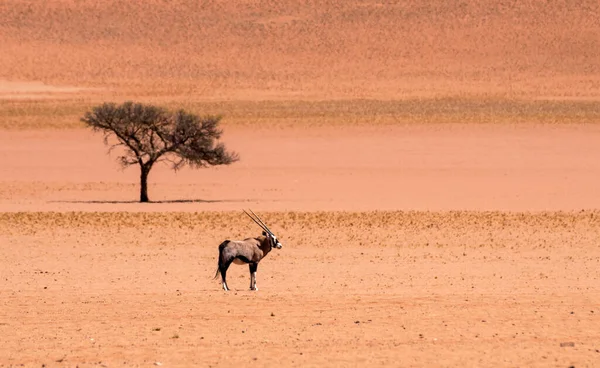 Oryx Solitario Desierto Seco Namib —  Fotos de Stock