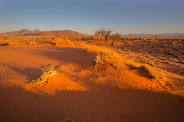 Sole Del Tardo Pomeriggio Dune Sabbia Rossa Nel Deserto Del — Foto Stock