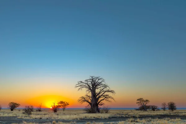 Μεγάλο Δέντρο Baobab Την Ανατολή Του Ηλίου Στο Νησί Kukonje — Φωτογραφία Αρχείου