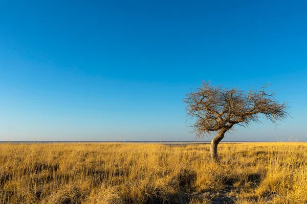 Kleine Boom Droog Geel Gras Kukonje Island — Stockfoto