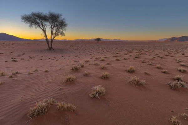 Droog Gras Rood Zand Namibische Woestijn — Stockfoto