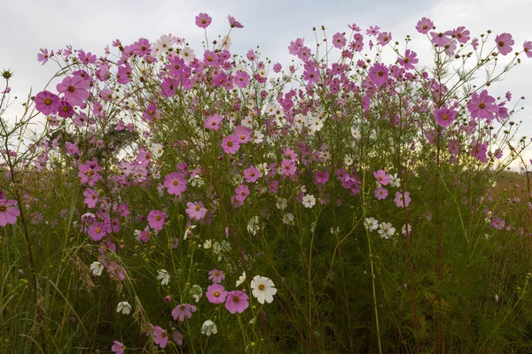 Lotes Flores Cosmos Rosa Branco — Fotografia de Stock