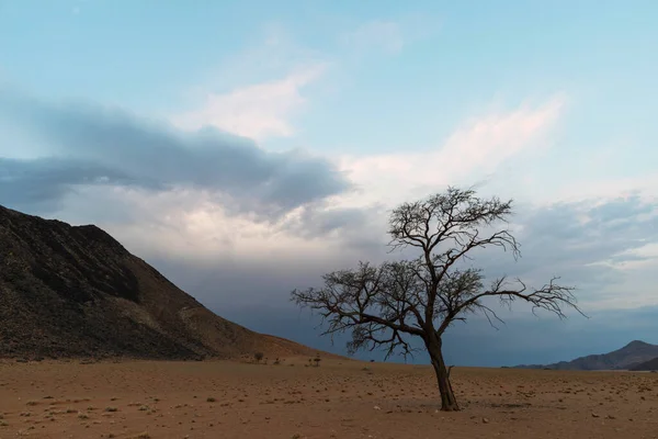 Árbol Seco Solitario Acacia Contra Cielo Azul Las Nubes Oscuras —  Fotos de Stock