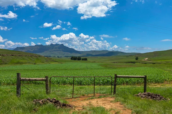 Farm Gate Front Green Maize Field — Stock Photo, Image