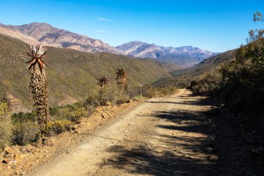 Gamkaskloof 'un aşağısındaki çakıl yolunun yanında.