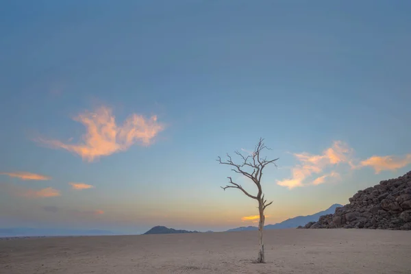Árbol Acacia Muerto Desierto Árido — Foto de Stock