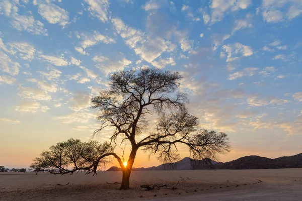 Éclatement Étoile Soleil Levant Derrière Camélia Dans Désert Namib — Photo