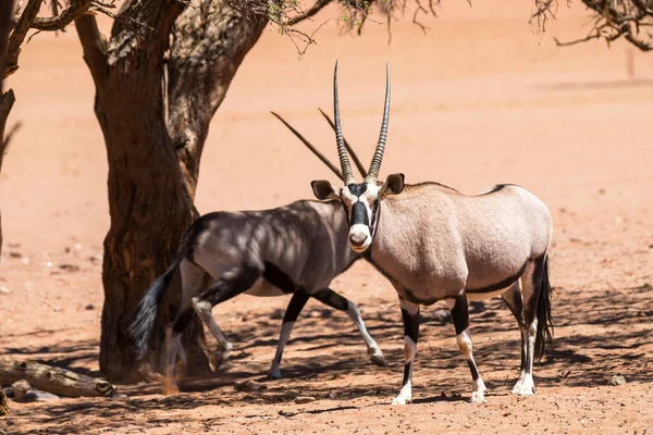 Dos Oryx Sombra Los Camelthorn Trees —  Fotos de Stock