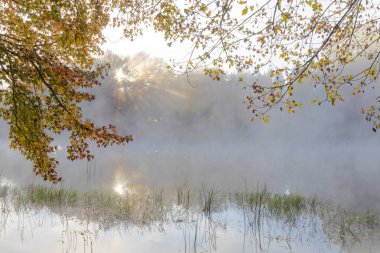 Sudaki sis ve ağaçlardaki sonbahar renkli yapraklar.