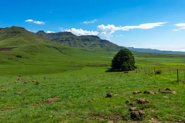 Large Trees Give Shade Cattle Foothills Mountain — Stock Photo, Image