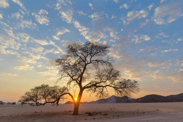 Nascer Sol Atrás Espinho Camelo Deserto Namib — Fotografia de Stock