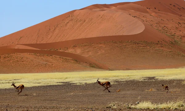 Springbok está corriendo. —  Fotos de Stock