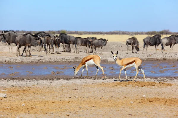 Springbok a pozzo d'acqua fangoso — Foto Stock