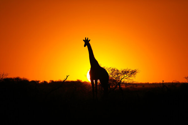 Giraffe at African Sunset in Botswana