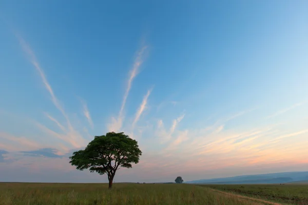 Lonetree em Blue Hour — Fotografia de Stock