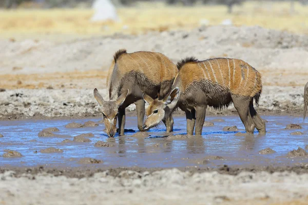Kudu's çamurlu su birikintisinin içme — Stok fotoğraf