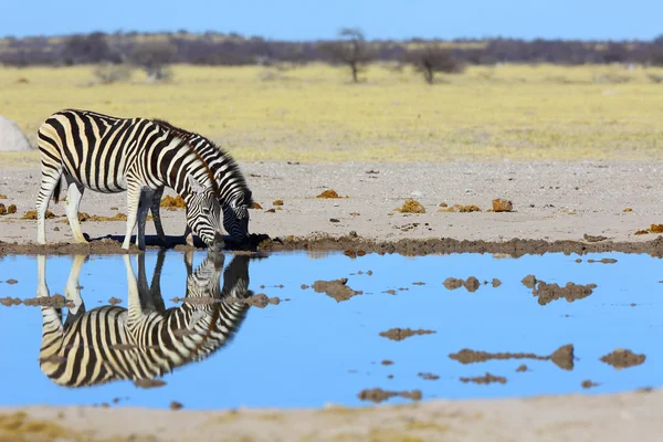 Immagine specchio zebra — Foto Stock