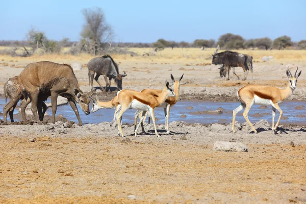Springbok i kudu w błotnistej waterhole — Zdjęcie stockowe