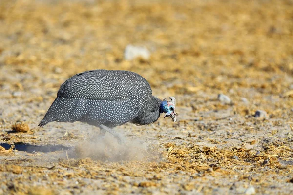 Guineafowl arañando en el polvo —  Fotos de Stock