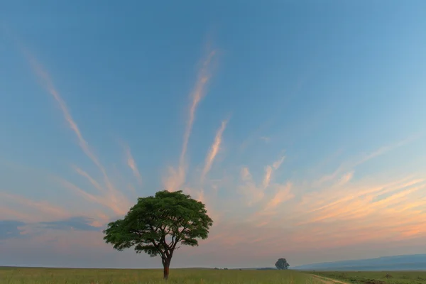 Árvore verde solitária com nuvens entremeadas — Fotografia de Stock