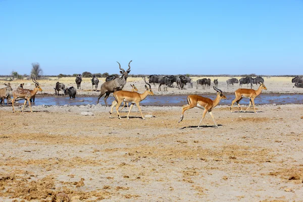 Implalas, Kudu 's and blue wildebeest at the waterhole — стоковое фото