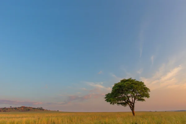 Árvore solitária em Ezemvelo NR — Fotografia de Stock