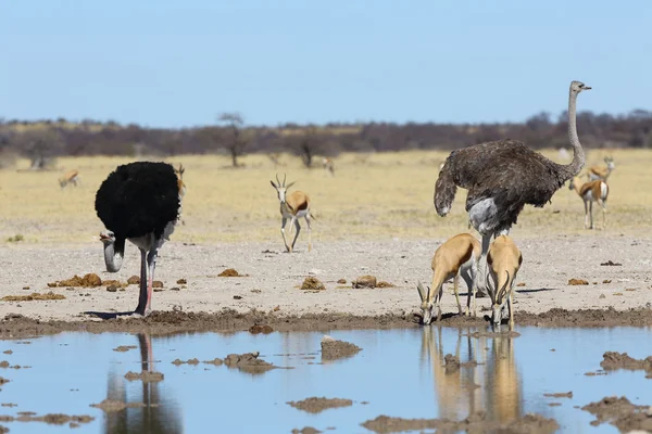 Autruches et springbok au point d'eau — Photo