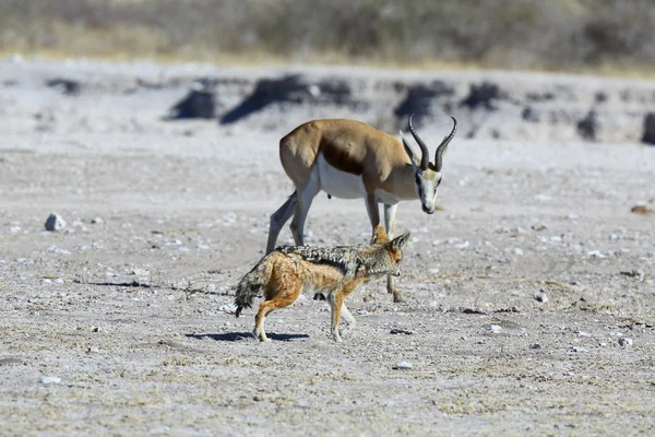Springbok looking at passing jackal — Stock Photo, Image