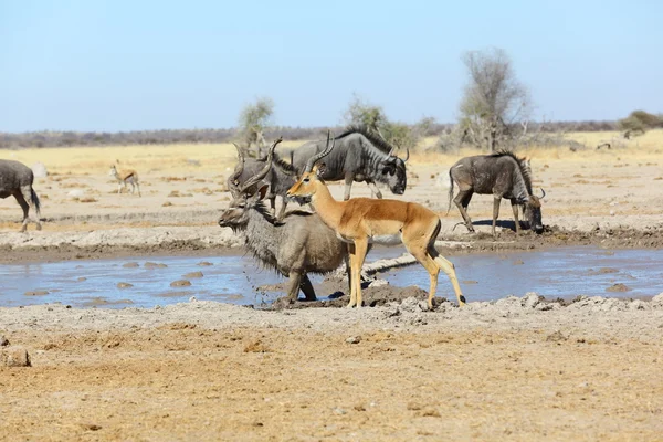 Drinking time at the waterhole — Stock Photo, Image