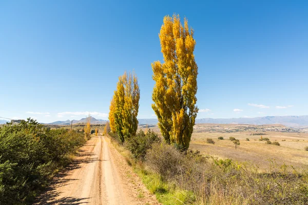 Árboles amarillos de otoño junto a las pistas —  Fotos de Stock