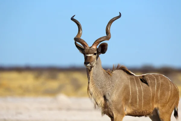 Hrdý kudu býk — Stock fotografie