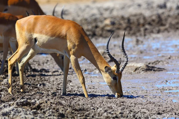 Impala drinking water at muddy waterhole — Stock Photo, Image