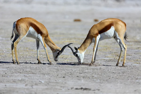 Stand-off, Antilopa skákavá — Stock fotografie