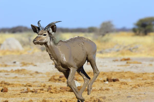 Kudu fangoso che corre — Foto Stock