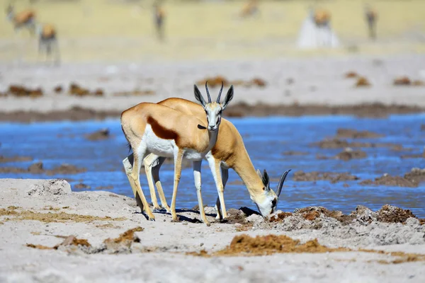 Springbok água potável — Fotografia de Stock
