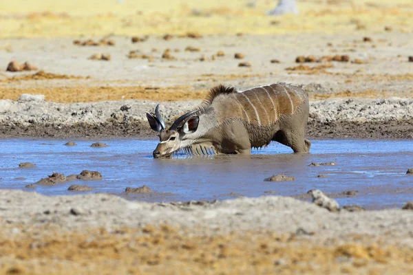 Kudu blátivé pitné vody — Stock fotografie